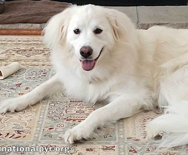 Shelby in CT - Shy Girl Needs Patient Adopter, an adoptable Great Pyrenees in Middletown, CT, 06457 | Photo Image 2