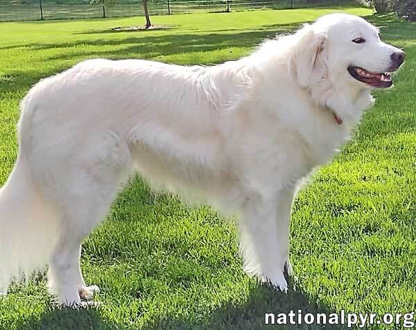 Shelby in CT - Shy Girl Needs Patient Adopter, an adoptable Great Pyrenees in Middletown, CT, 06457 | Photo Image 3