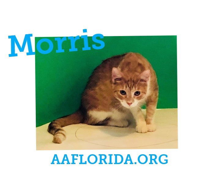 Morris, an adoptable Tabby, Domestic Short Hair in Pensacola, FL, 32534 | Photo Image 1