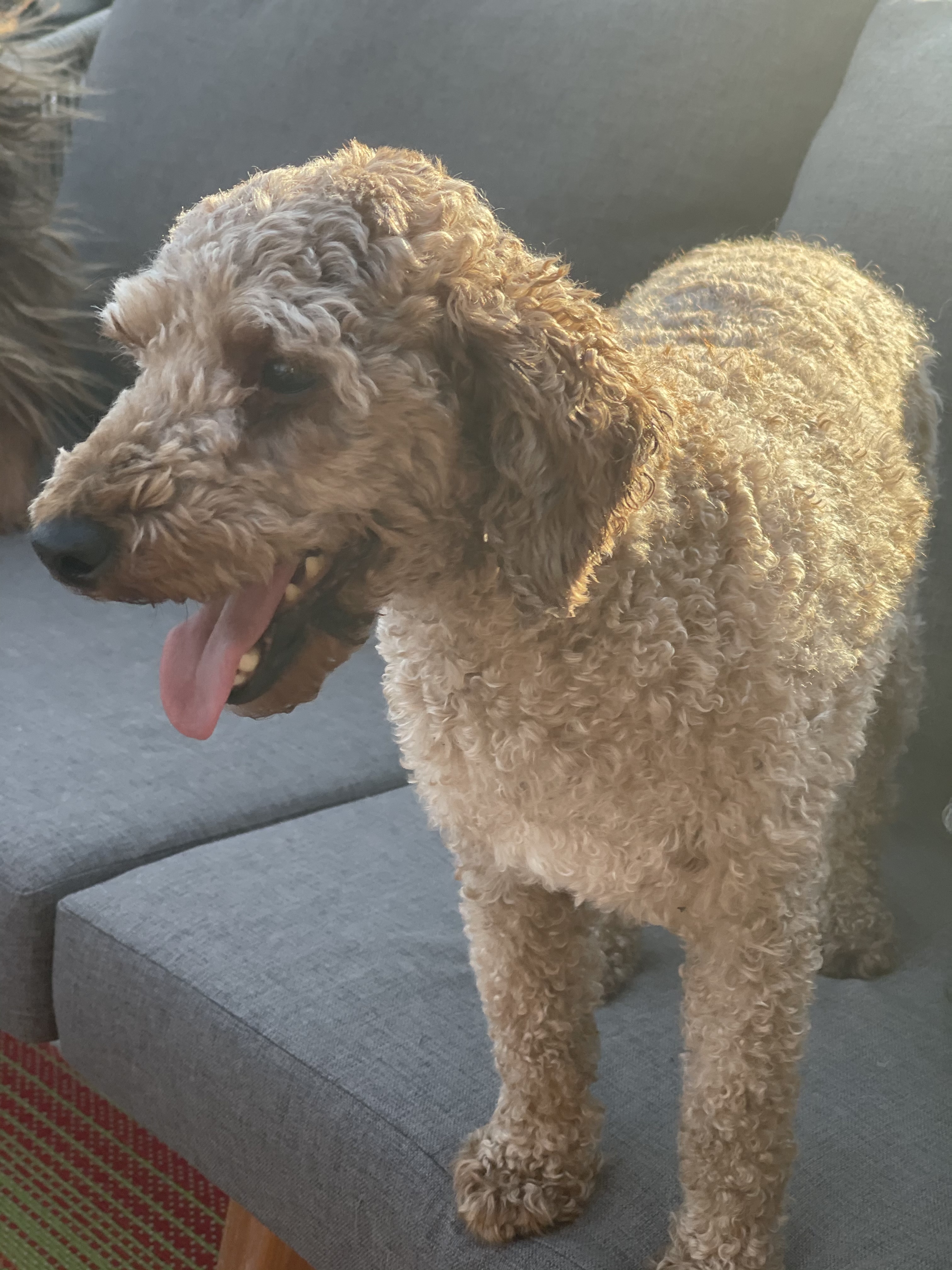 Standard poodle adoption near 2024 me