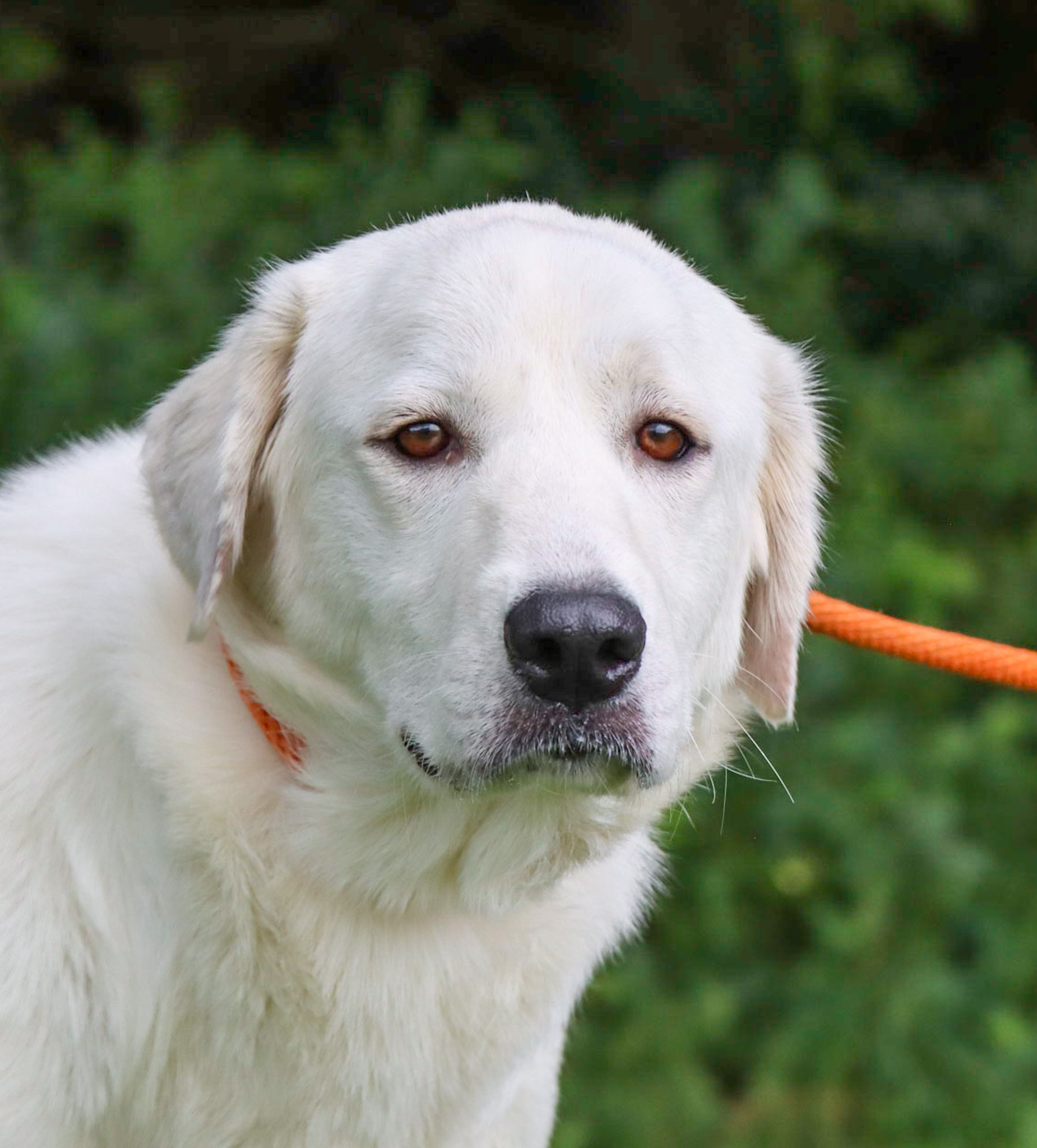 Jessamine, an adoptable Great Pyrenees in Grosse Pointe Park, MI, 48230 | Photo Image 2