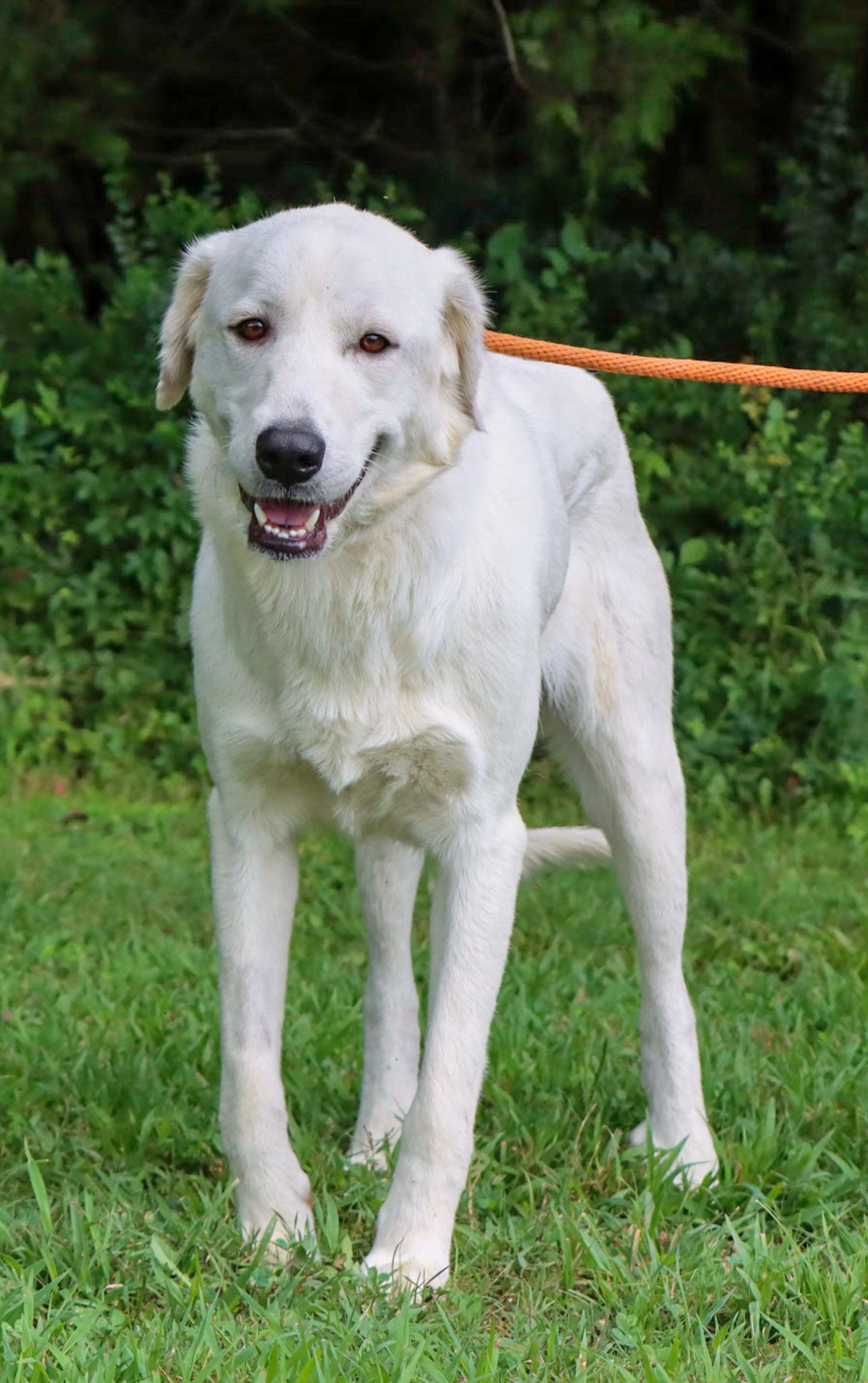 Jessamine, an adoptable Great Pyrenees in Grosse Pointe Park, MI, 48230 | Photo Image 3