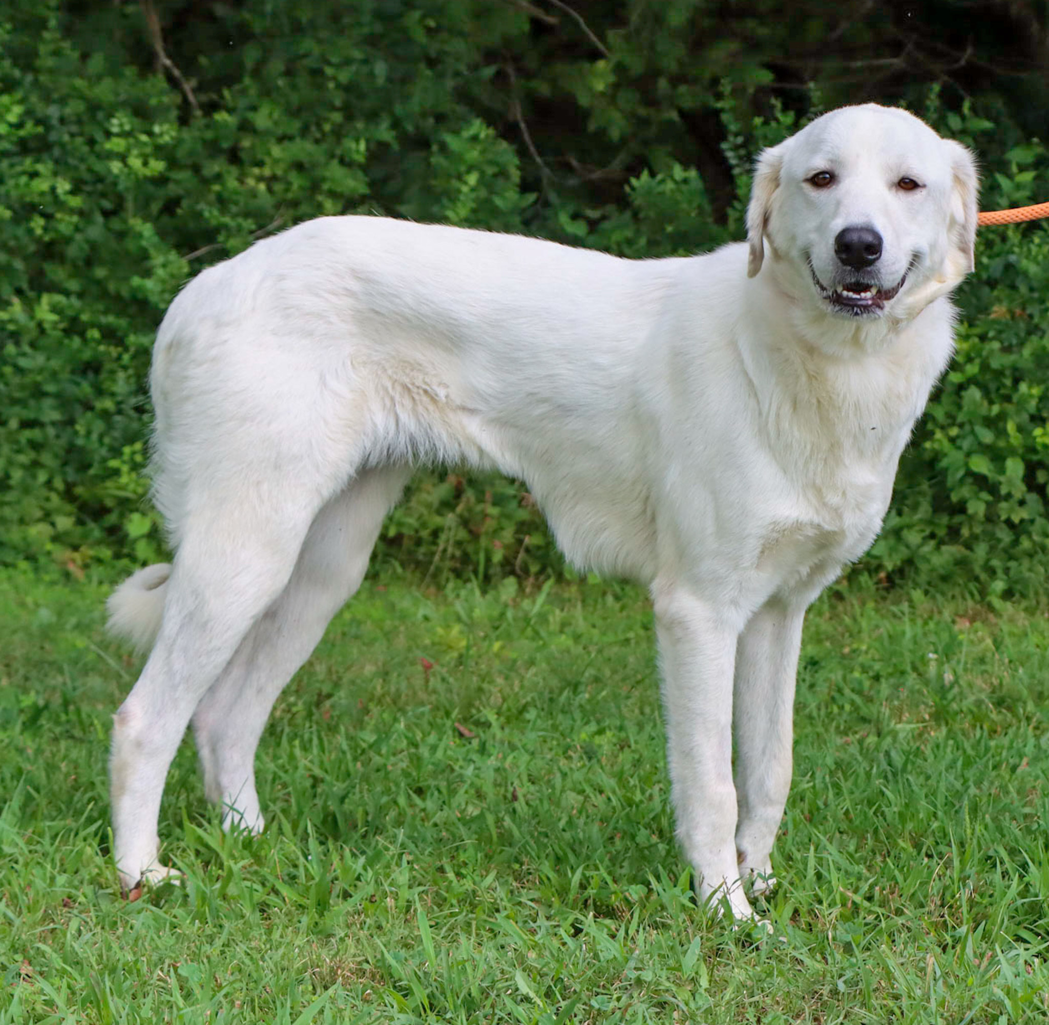 Jessamine, an adoptable Great Pyrenees in Grosse Pointe Park, MI, 48230 | Photo Image 4