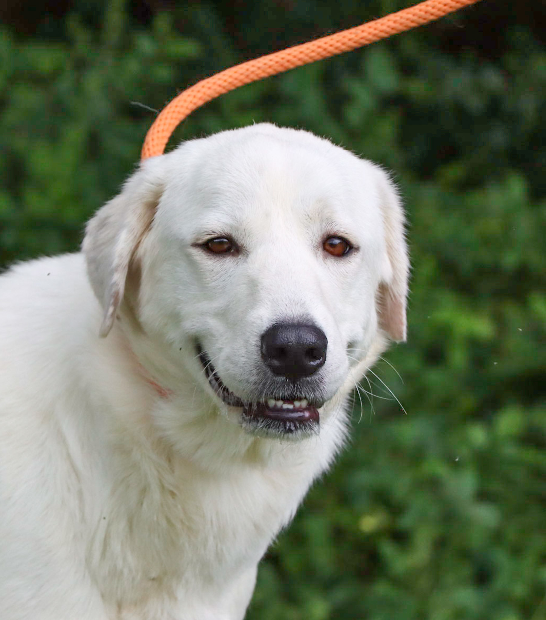 Jessamine, an adoptable Great Pyrenees in Grosse Pointe Park, MI, 48230 | Photo Image 5