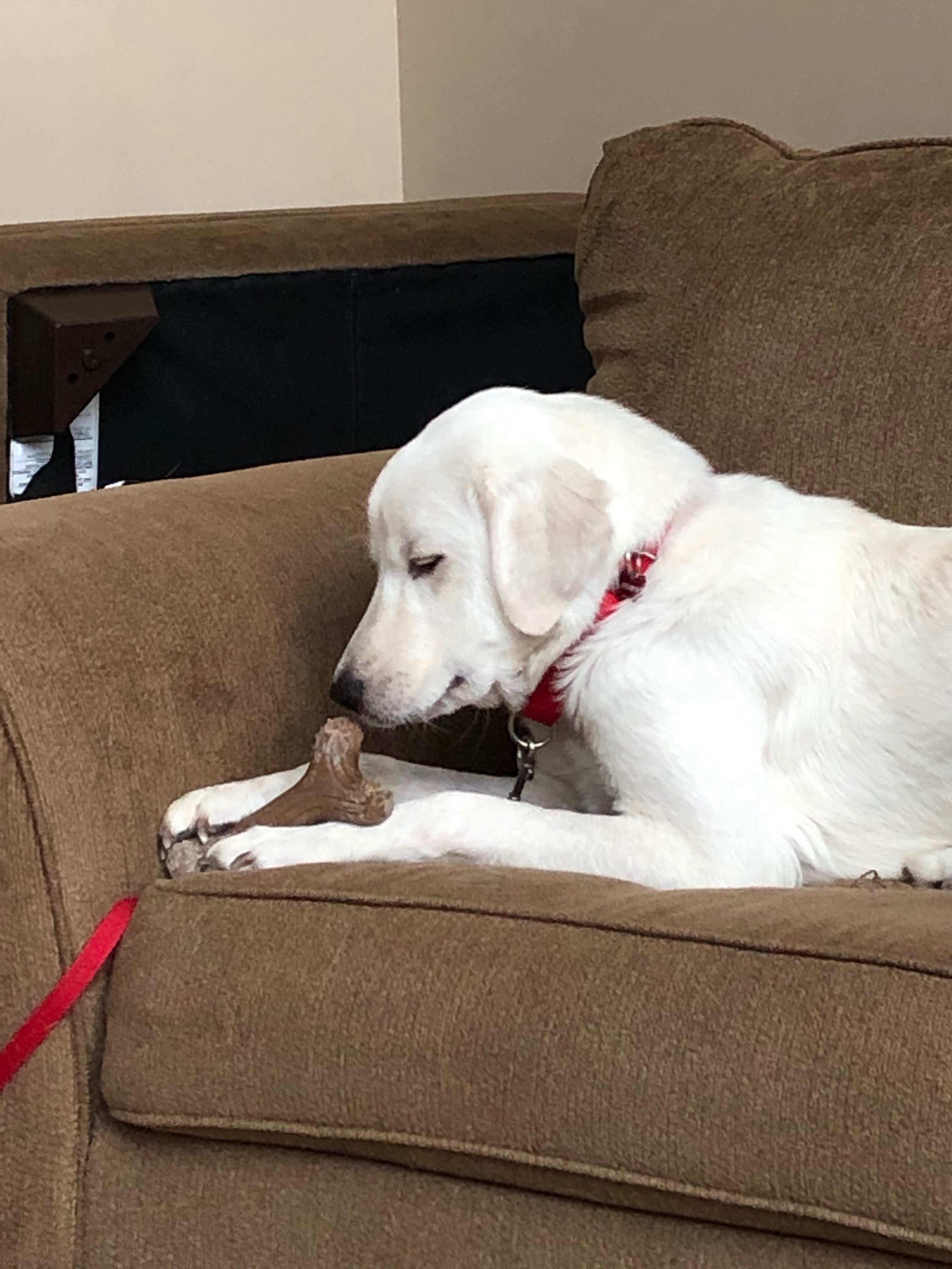 Jessamine, an adoptable Great Pyrenees in Grosse Pointe Park, MI, 48230 | Photo Image 6