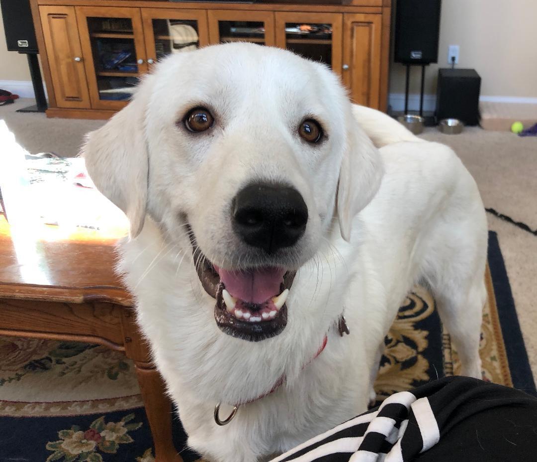 Jessamine, an adoptable Great Pyrenees in Grosse Pointe Park, MI, 48230 | Photo Image 1