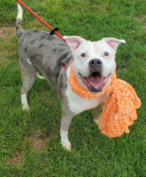 dog for adoption hera an american bulldog mix in cottageville wv petfinder petfinder