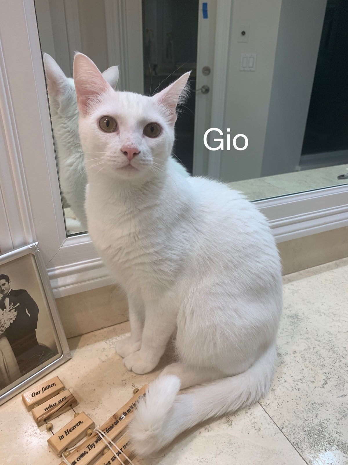 Gio detail page