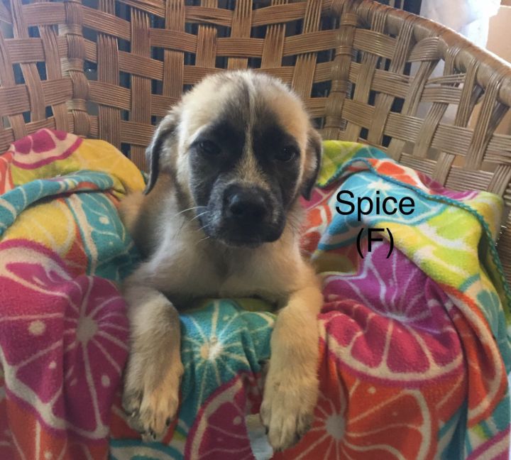 Spice (of Sugar and Spice puppies) 2