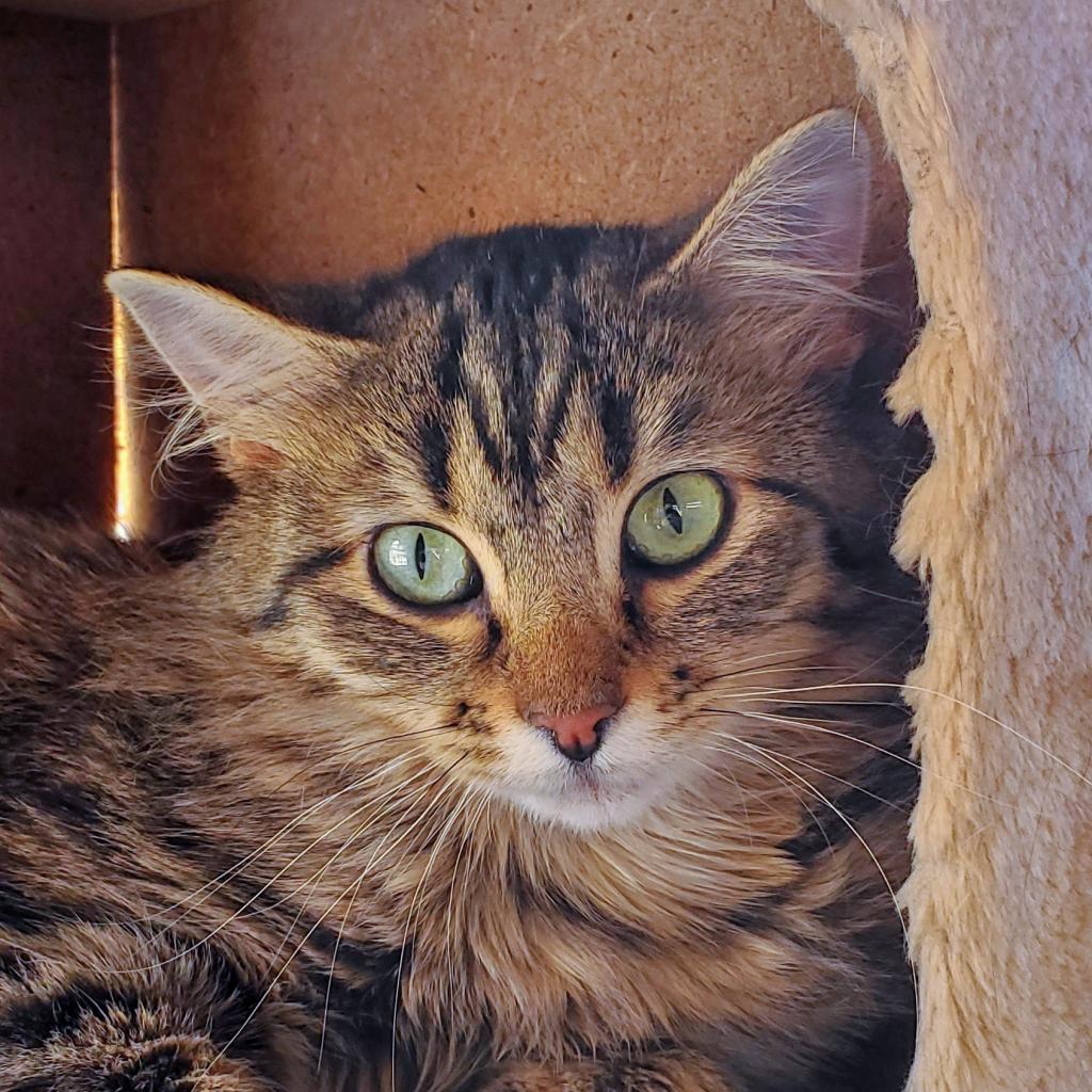 Cassandra, an adoptable Domestic Long Hair in Sheridan, WY, 82801 | Photo Image 1