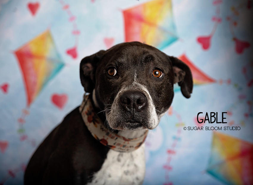 Gable, an adoptable Labrador Retriever in Littleton, CO, 80126 | Photo Image 1