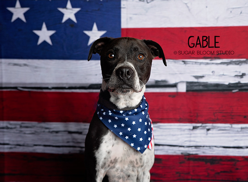 Gable, an adoptable Labrador Retriever in Littleton, CO, 80126 | Photo Image 2