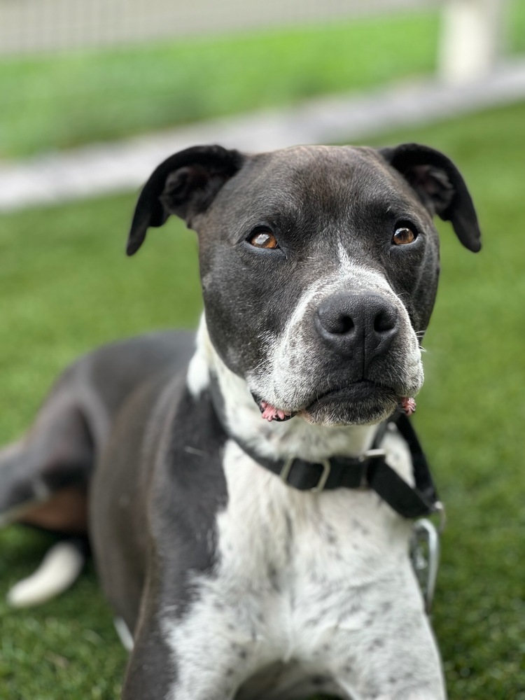 Gable, an adoptable Labrador Retriever in Littleton, CO, 80126 | Photo Image 4