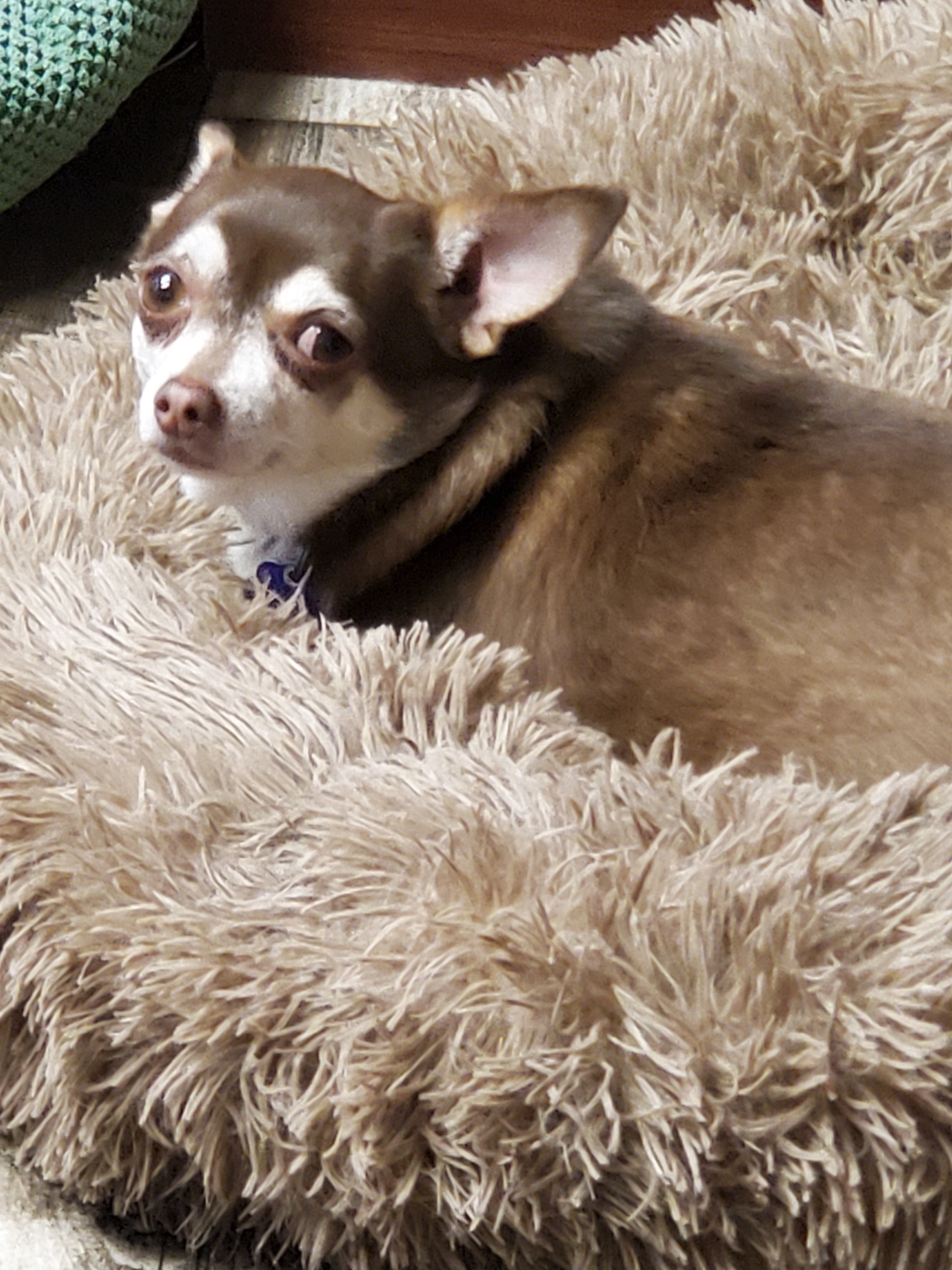 Lucy and Winston, an adoptable Chihuahua in Chatham, ON, N7M 2Z7 | Photo Image 2