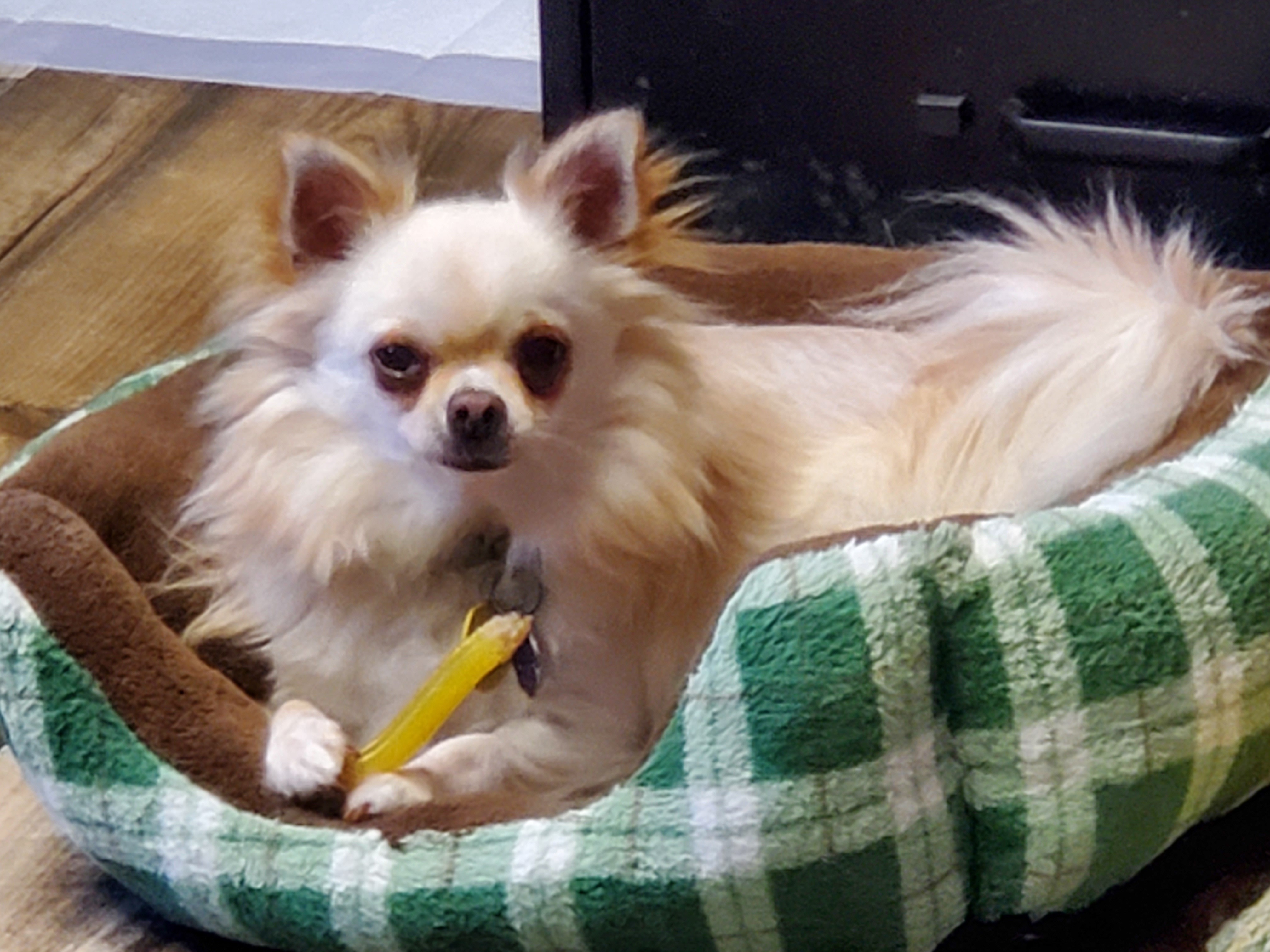 Lucy and Winston, an adoptable Chihuahua in Chatham, ON, N7M 2Z7 | Photo Image 1