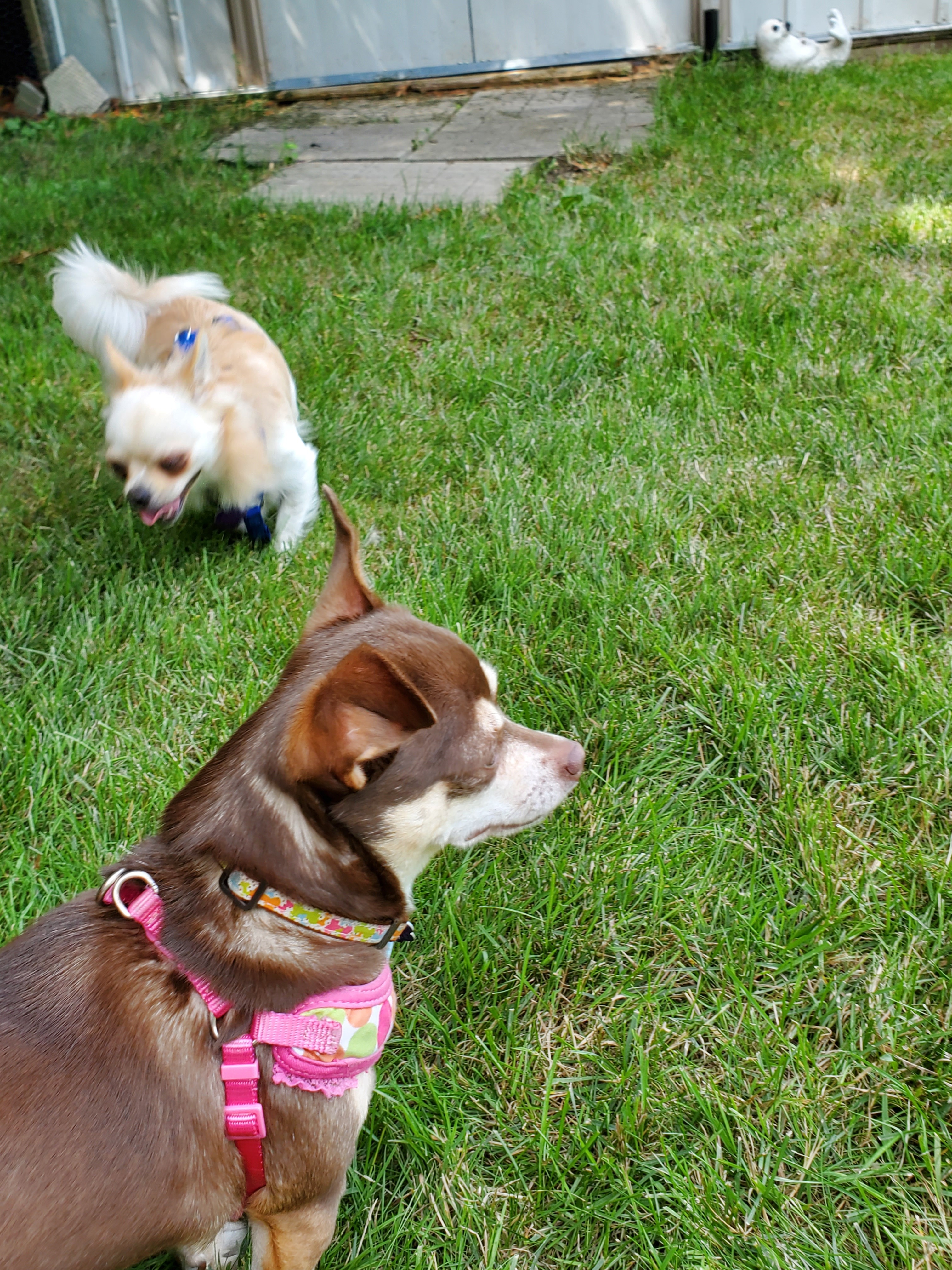 Lucy and Winston, an adoptable Chihuahua in Chatham, ON, N7M 2Z7 | Photo Image 3