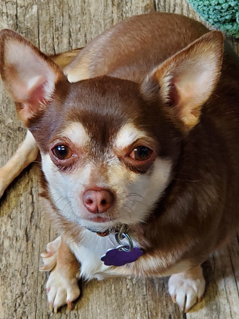 Lucy and Winston, an adoptable Chihuahua in Chatham, ON, N7M 2Z7 | Photo Image 5