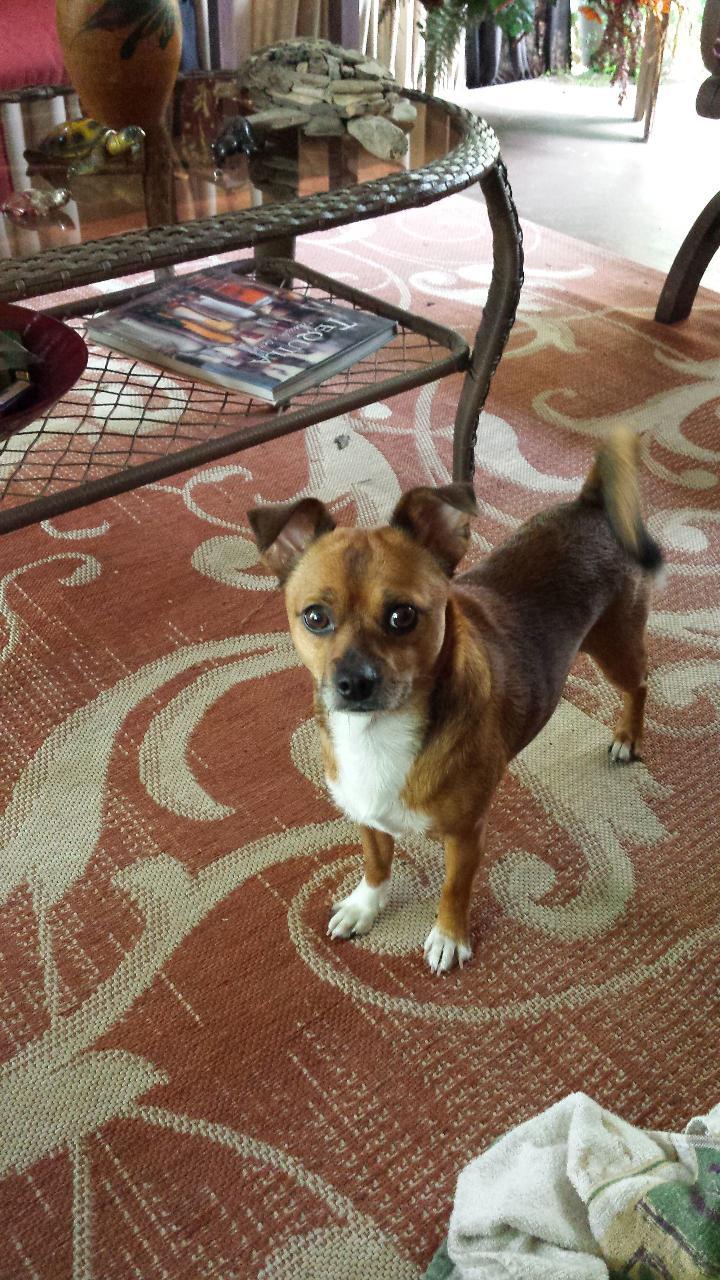 Reno, an adoptable Chihuahua, Pomeranian in Walker, LA, 70785 | Photo Image 1