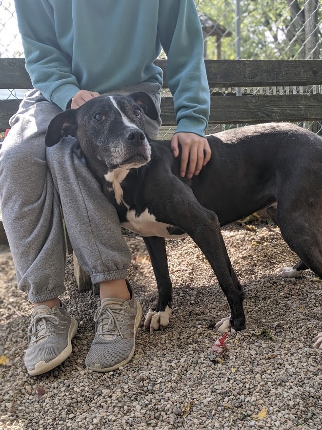 Dog for adoption - Sofia, a Pit Bull Terrier in Niles, IL ...