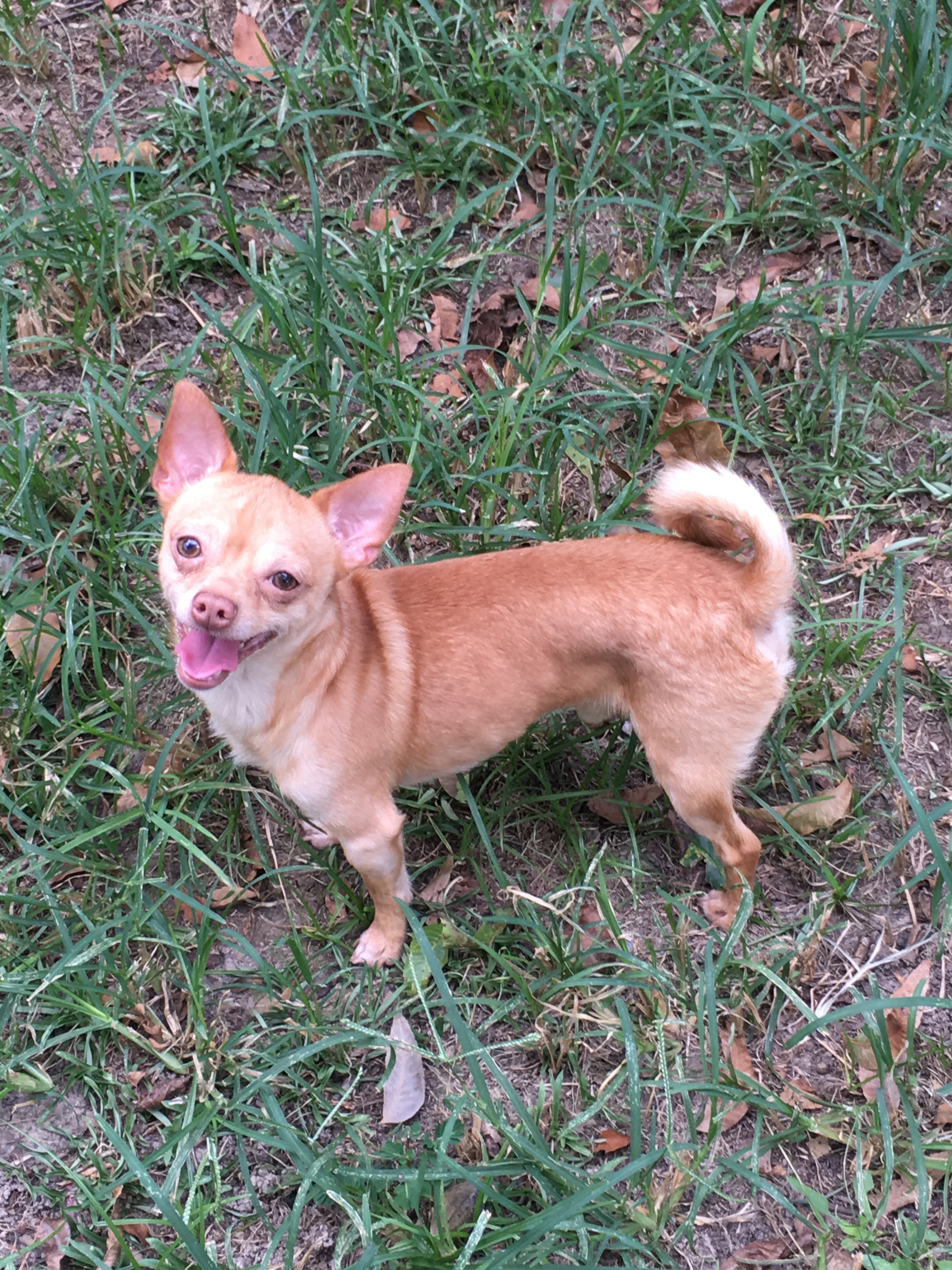 Burrito, an adoptable Chihuahua in Walker, LA, 70785 | Photo Image 2