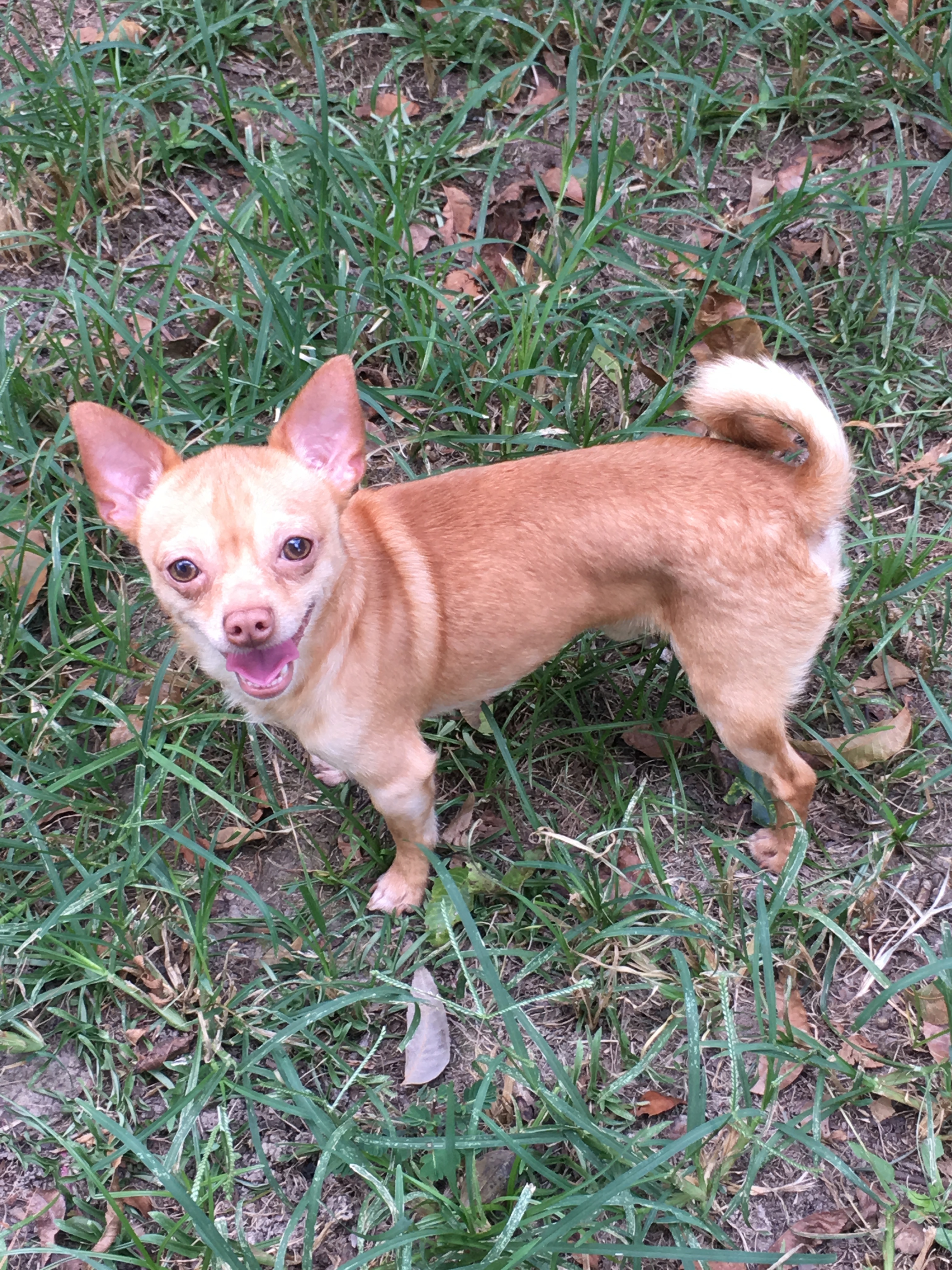 Burrito, an adoptable Chihuahua in Walker, LA, 70785 | Photo Image 1