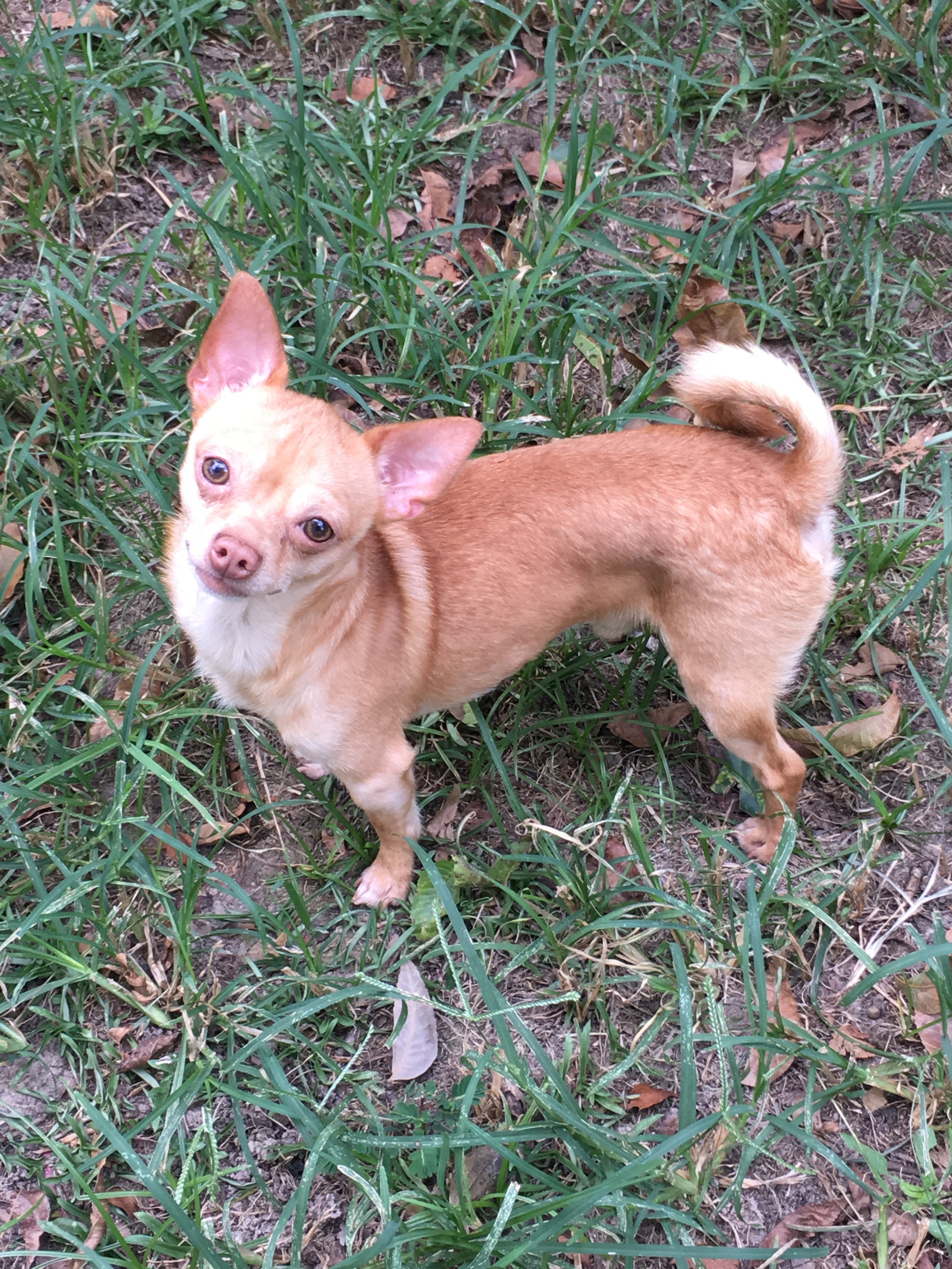 Burrito, an adoptable Chihuahua in Walker, LA, 70785 | Photo Image 3