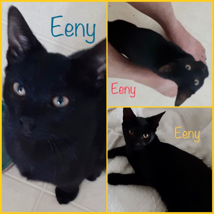 Eeny, Meeny and Miney 5