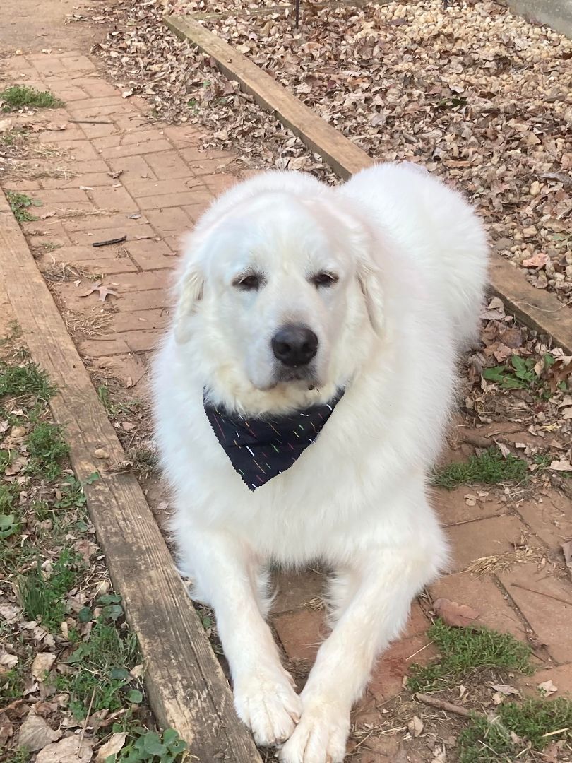 Toby - Sweet Boy- Foster Needed, an adoptable Great Pyrenees in Indianapolis, IN, 46260 | Photo Image 3