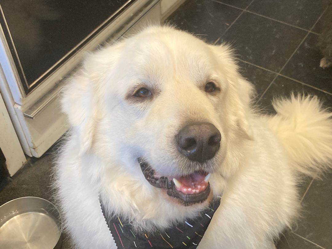 Tundra - Sweet Boy- Foster Needed, an adoptable Great Pyrenees in Indianapolis, IN, 46260 | Photo Image 4