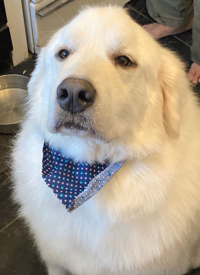 Toby - Sweet Boy- Foster Needed, an adoptable Great Pyrenees in Indianapolis, IN, 46260 | Photo Image 1