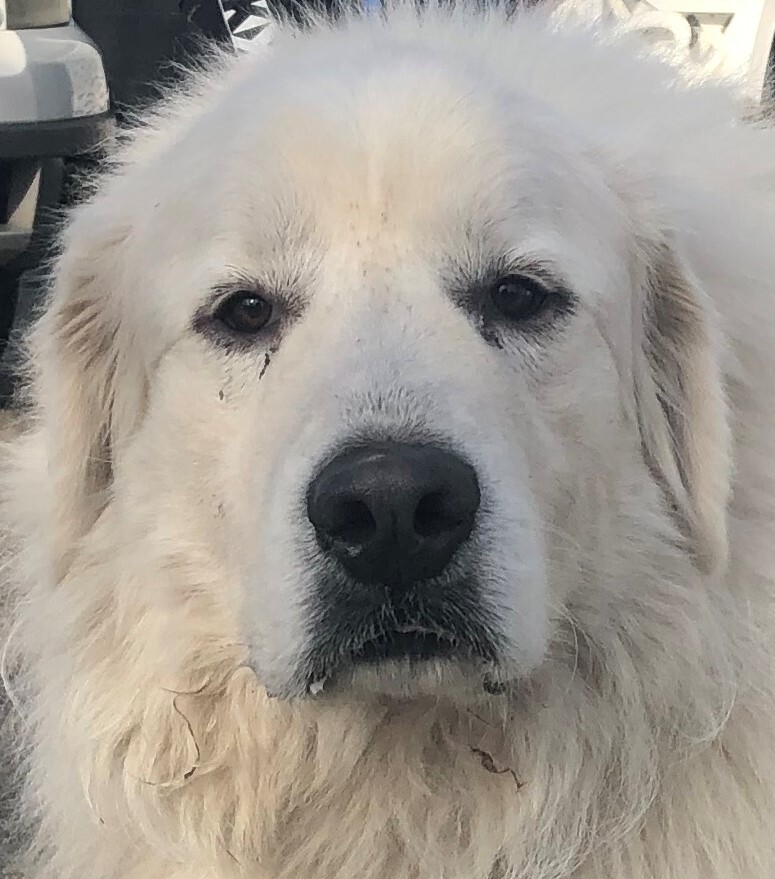 Toby - Sweet Boy- Foster Needed, an adoptable Great Pyrenees in Indianapolis, IN, 46260 | Photo Image 6