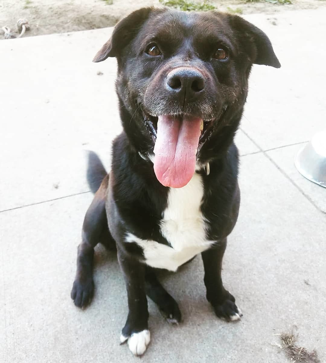 Sage, an adoptable Chow Chow, Pit Bull Terrier in Detroit, MI, 48202 | Photo Image 1