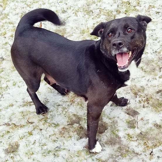 Chow store terrier mix