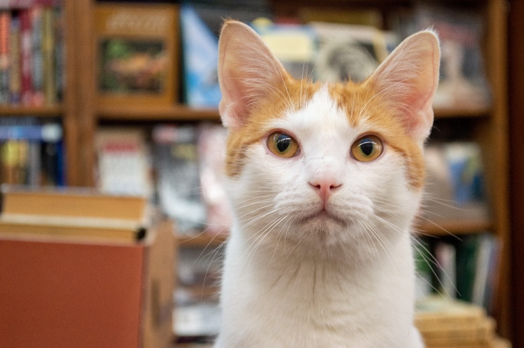 Jefferson, an adoptable Domestic Short Hair in Portland, IN, 47371 | Photo Image 1