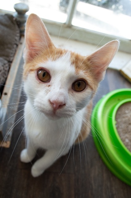 Jefferson, an adoptable Domestic Short Hair in Portland, IN, 47371 | Photo Image 2
