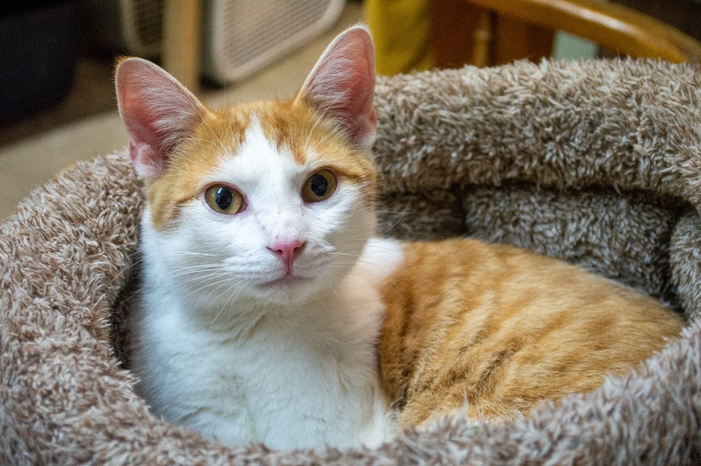 Jefferson, an adoptable Domestic Short Hair in Portland, IN, 47371 | Photo Image 4