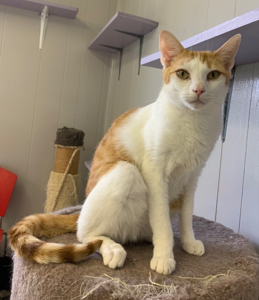 Jefferson, an adoptable Domestic Short Hair in Portland, IN, 47371 | Photo Image 5