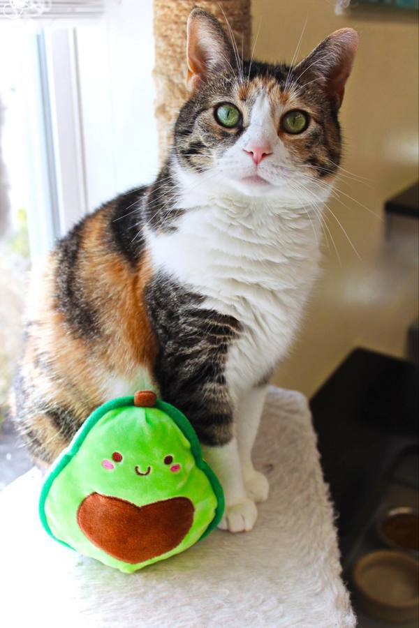 Sneezy, an adoptable Domestic Short Hair in Indiana, PA, 15701 | Photo Image 1