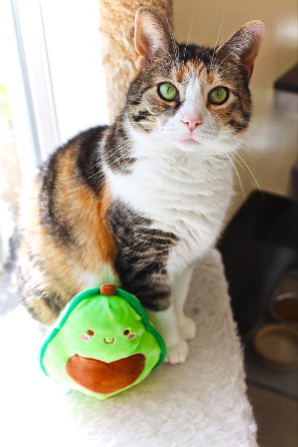 Sneezy, an adoptable Domestic Short Hair in Indiana, PA, 15701 | Photo Image 2