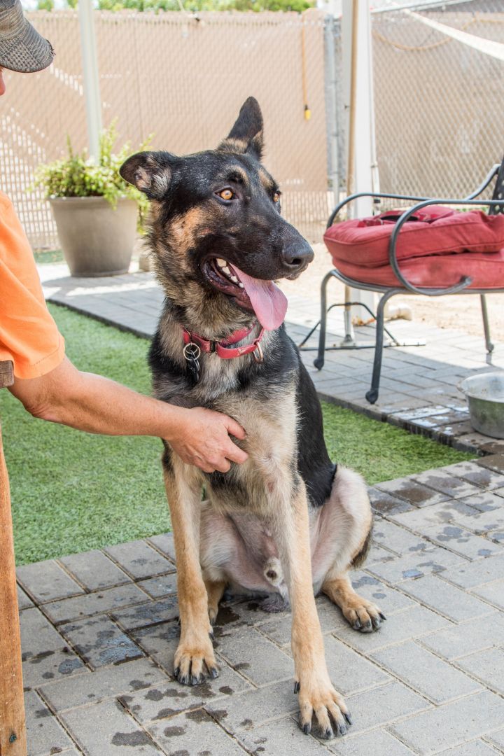 Dog For Adoption Roadie A German Shepherd Dog In Glendale Az Petfinder