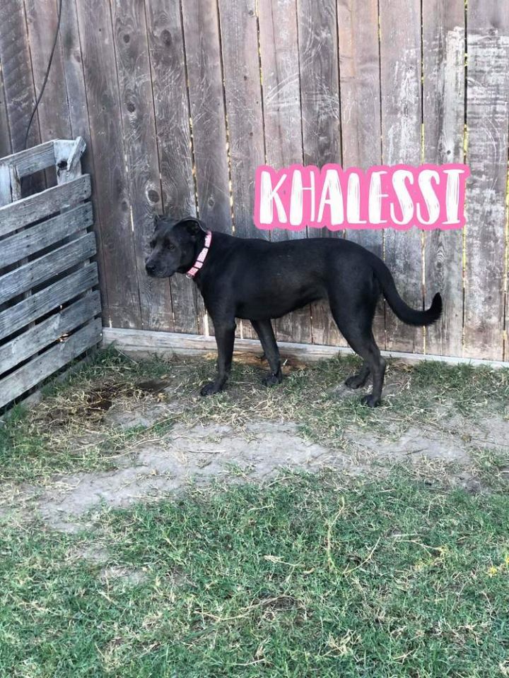 KHALESSI, an adoptable Labrador Retriever Mix in Dallas, PA_image-1
