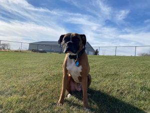 Tyson - ADOPTION PENDING!!, Young Male unknown