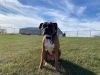 Tyson - ADOPTION PENDING!! photo 1
