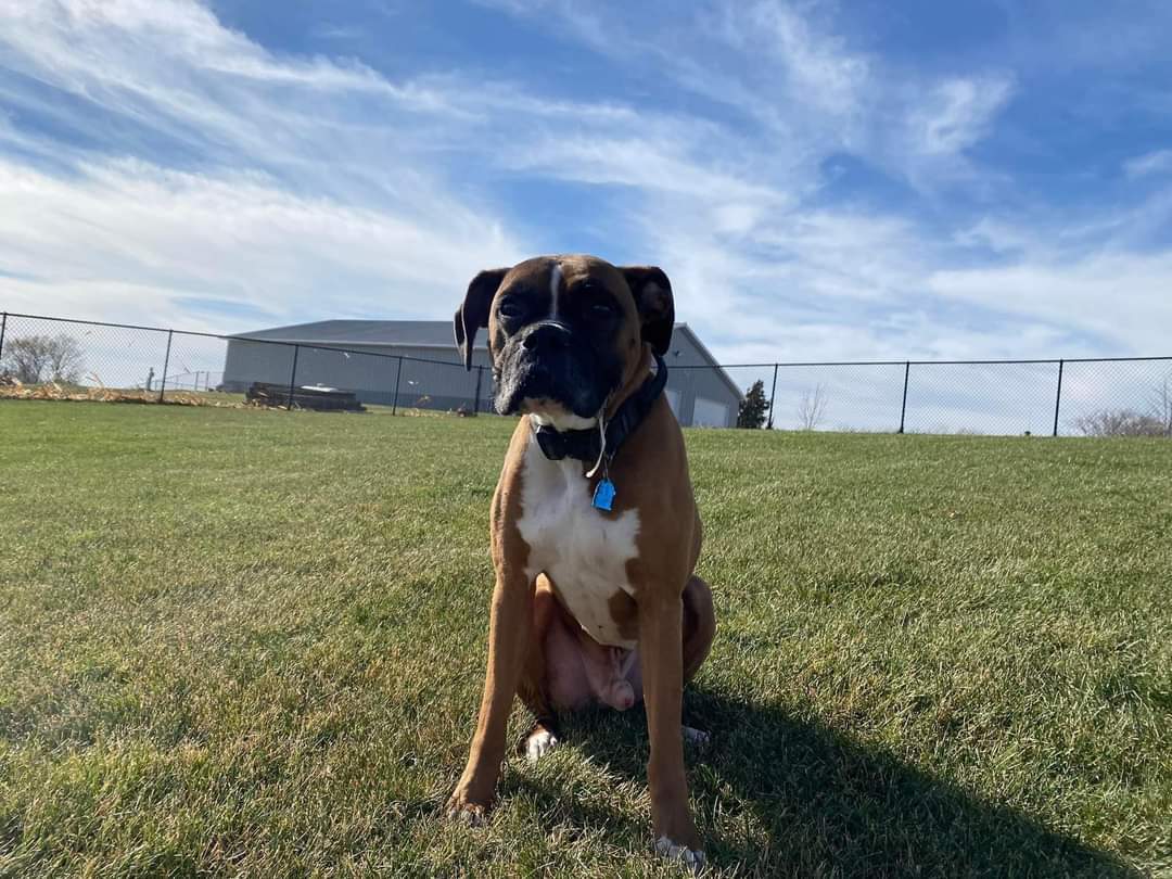 Tyson - ADOPTION PENDING!!, an adoptable Boxer in Shakopee, MN, 55379 | Photo Image 1