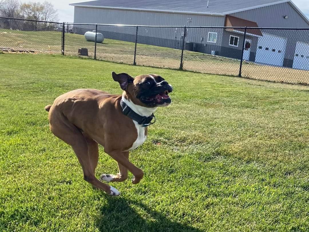 Tyson - SPECIAL FOSTER OR ADOPTER NEEDED!!!, an adoptable Boxer in Shakopee, MN, 55379 | Photo Image 2