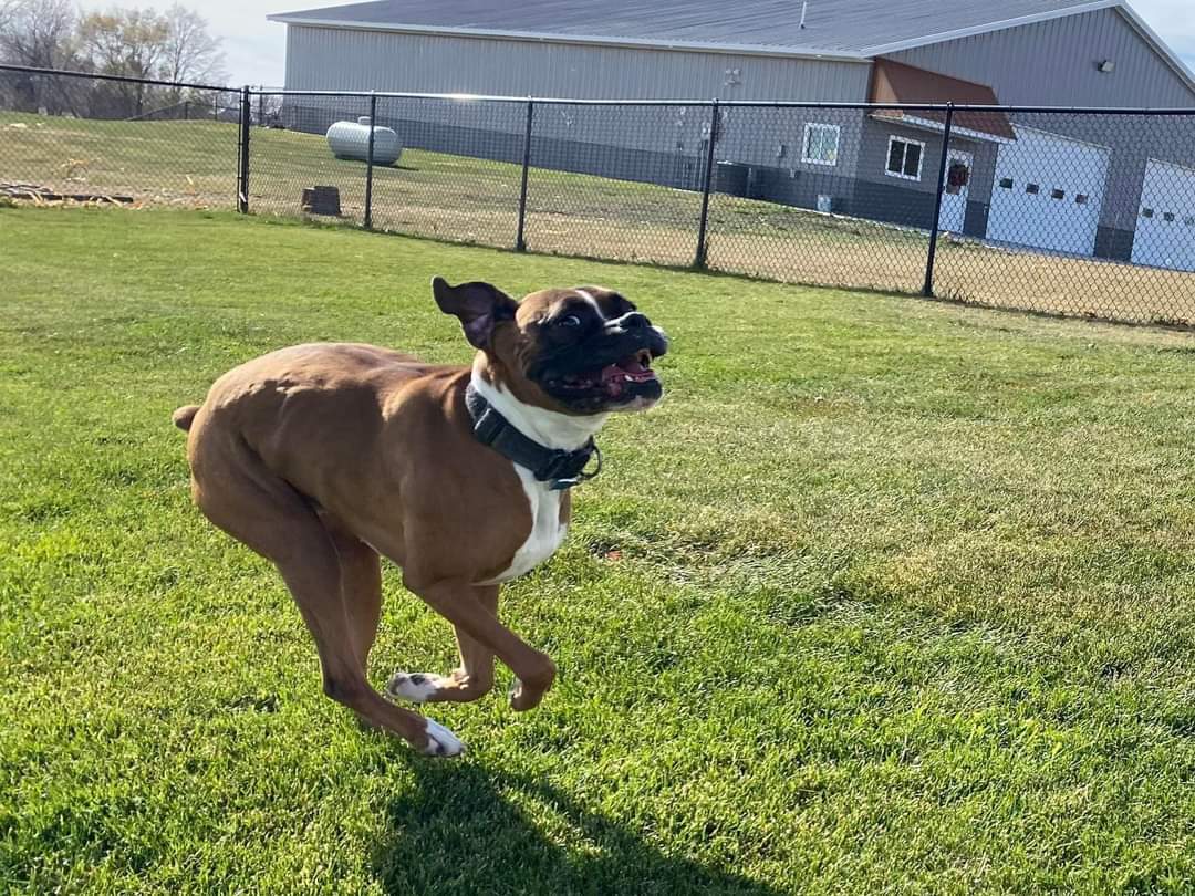 Tyson - ADOPTION PENDING!!, an adoptable Boxer in Shakopee, MN, 55379 | Photo Image 2