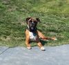 Tyson - ADOPTION PENDING!! photo 3