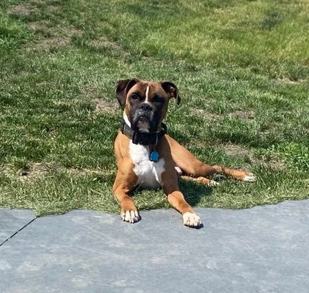 Tyson - ADOPTION PENDING!!, an adoptable Boxer in Shakopee, MN, 55379 | Photo Image 3