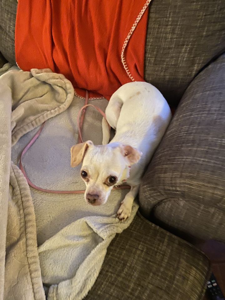 Nina , an adoptable Chihuahua in Mentor, OH_image-1