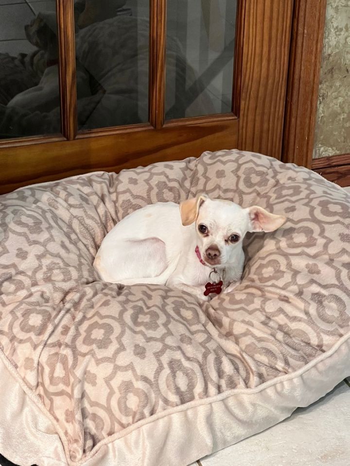 Nina , an adoptable Chihuahua Mix in Mentor, OH_image-1